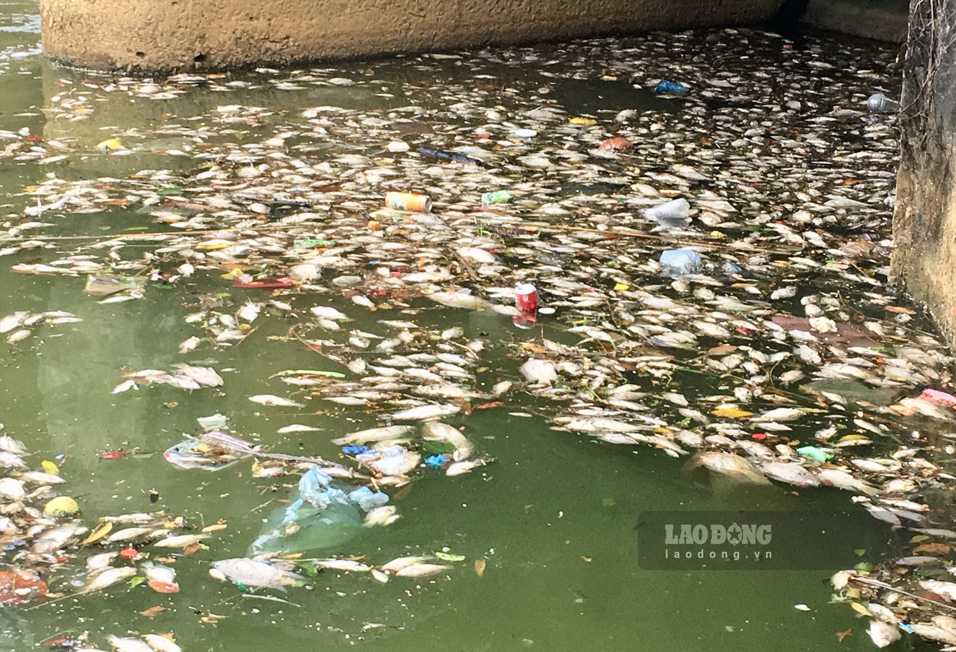 Mỗi ngày có đến hàng tạ cá chết được vớt lên từ hồ điều hòa này. Ảnh: Tống Bao.