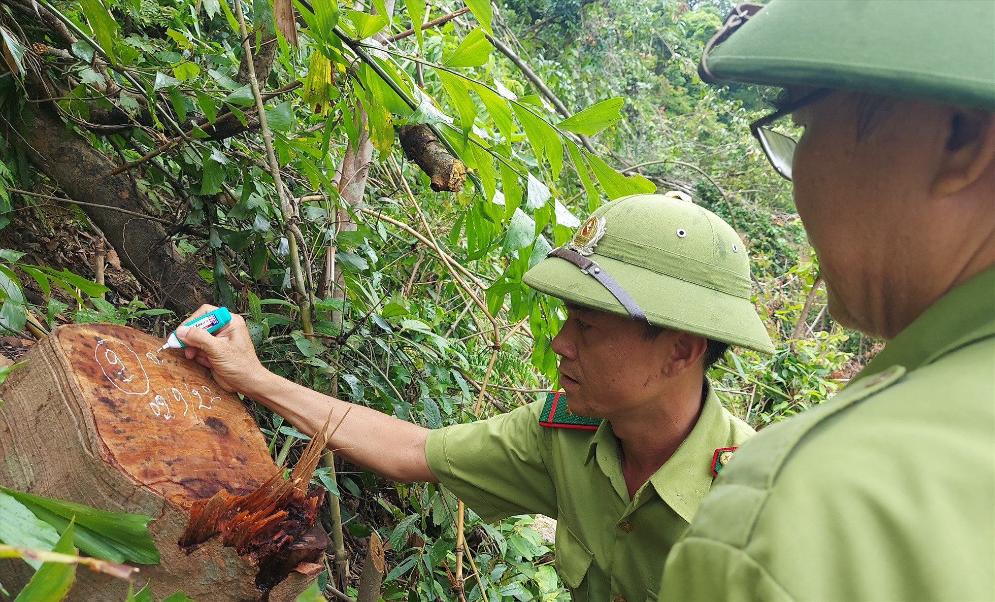 Thủ đoạn phá rừng tái sinh tự nhiên ở Quảng Trị
