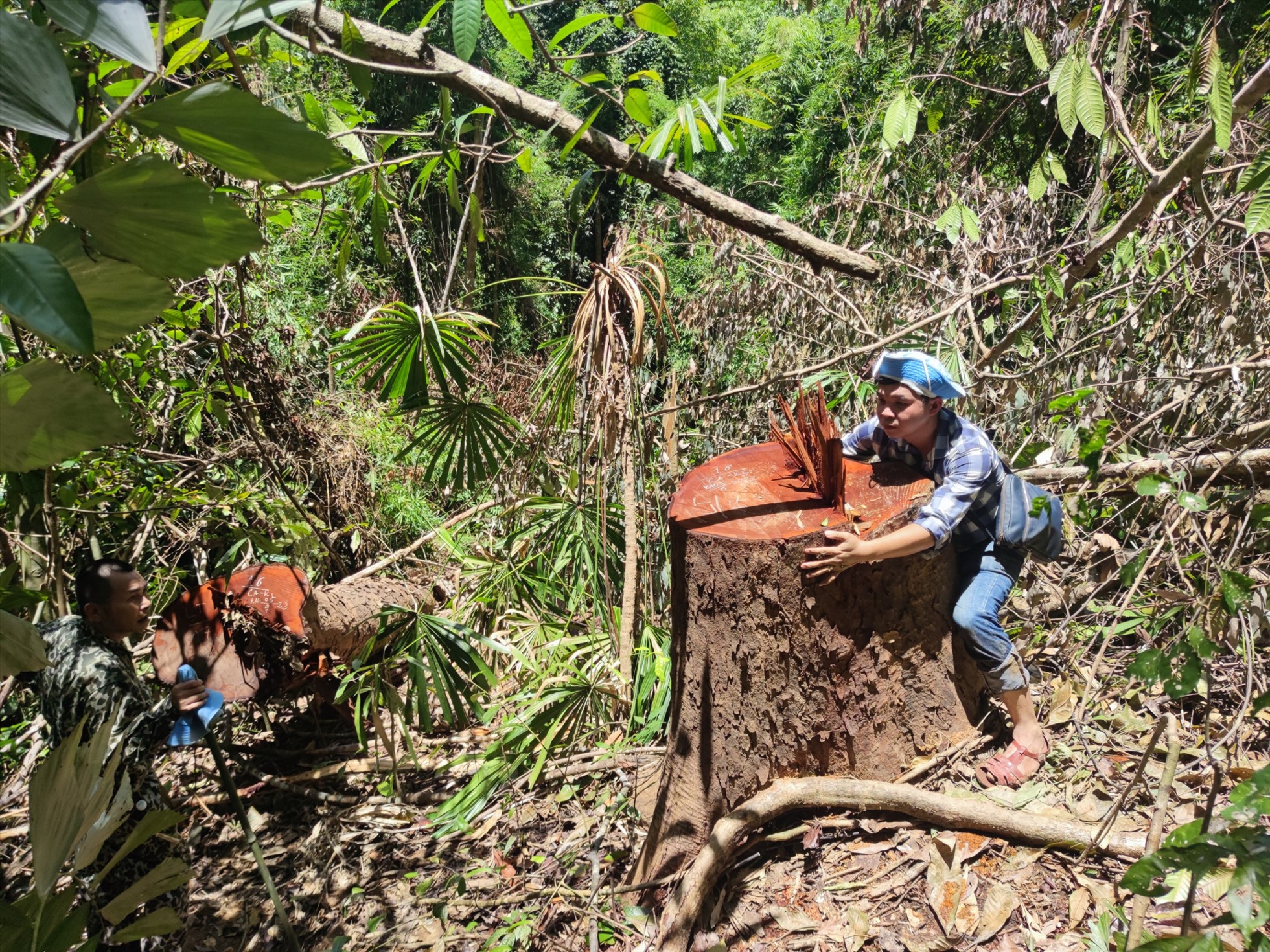 Vụ phá rừng ở biên giới Kon Tum: Cần làm rõ trách nhiệm của chủ rừng, kiểm lâm