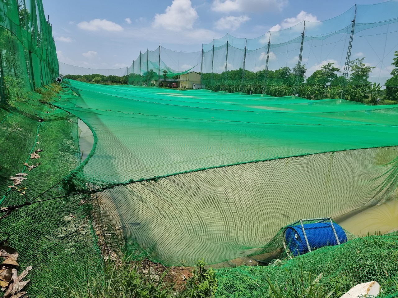 Lưới hứng bóng golf được chăng trên bề mặt ao nuôi cá rô phi để tận dụng không gian trống và làm mát cho cá. Ảnh: QĐ