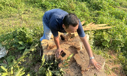 Phú Yên: Rừng Sơn Hội tiếp tục bị "xẻ thịt" để lấy gỗ.