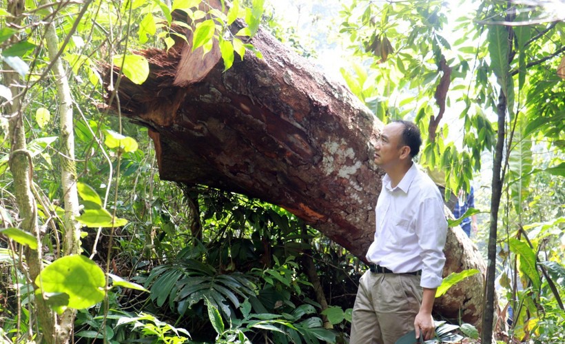 Hà Giang: Cây gỗ nghiến trăm tuổi bị lâm tặc chặt hạ