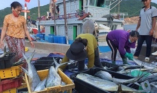 Việt Nam quyết tâm xây dựng nghề cá phát triển bền vững, có trách nhiệm. Ảnh: TL