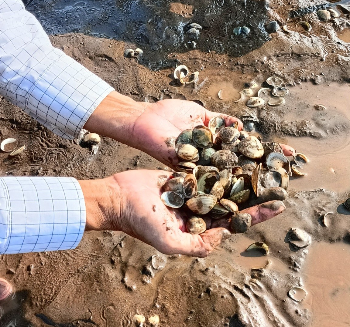 Đến nay, nguyên nhân khiến ngao nuôi bị chết bất thường số lượng lớn ở Thái Bình chưa được xác định rõ. Ảnh: M.T