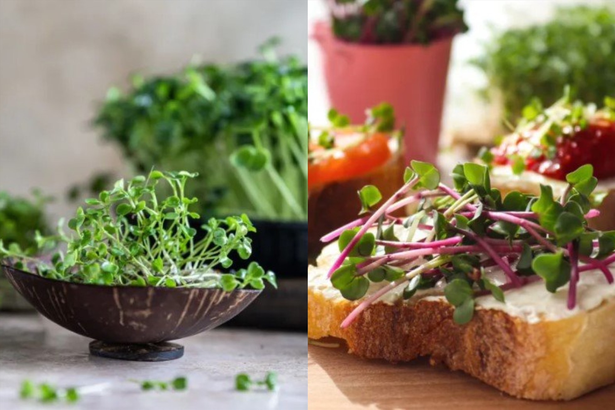 Lợi ích bất ngờ của microgreen