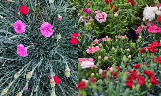 Hạn chế sử dụng phân bón giàu đạm là một trong những mẹo cần lưu ý khi chăm sóc hoa cẩm chướng. Đồ họa: Doãn Hằng