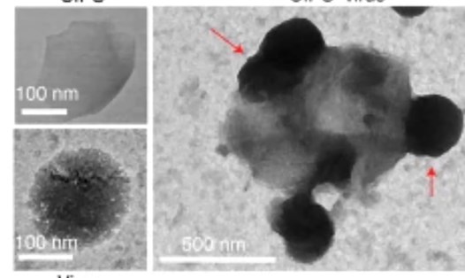 Hình ảnh mô tả sự tương tác giữa virus SARS-CoV-2 và CIPS. Các mũi tên màu đỏ chỉ ra các phần tử virus bám vào CIPS. Các nhà nghiên cứu Trung Quốc cho biết vật liệu nano CIPS đóng vai trò như "bẫy virus". Ảnh: Nature Nanotechnology