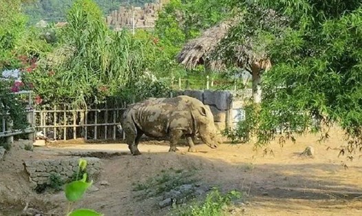 Tê giác được nuôi trong khu sinh thái Mường Thanh Diễn Lâm (Nghệ An). Ảnh: MT