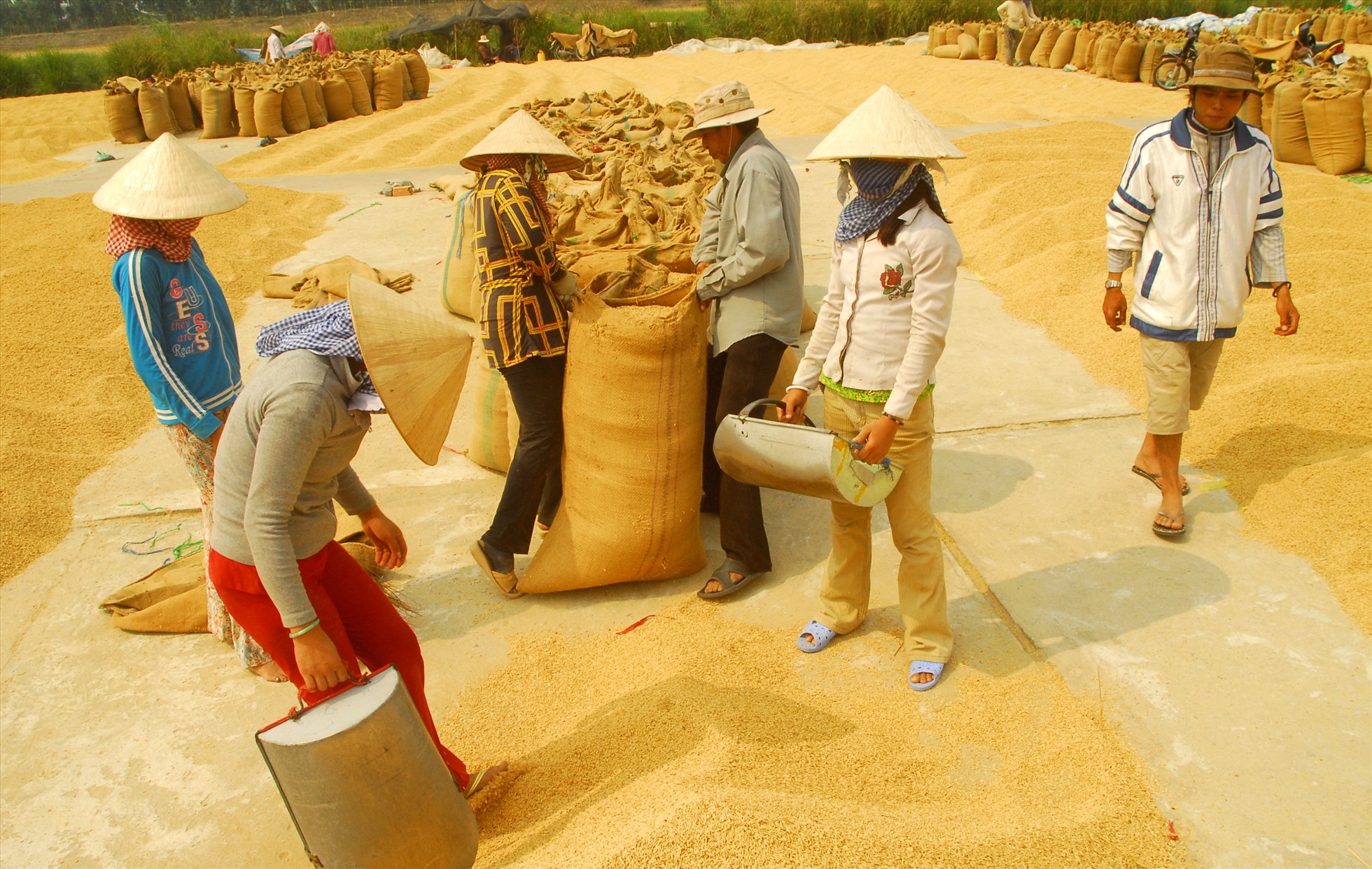 Dự án trồng lúa gạo chất lượng cao giúp nông hộ nhỏ tăng 17% thu nhập