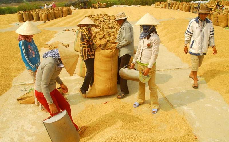 Dự án trồng lúa gạo chất lượng cao giúp nông hộ nhỏ tăng 17% thu nhập