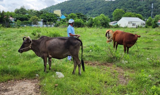 2 con bò của ông Tống Sơn Loan bị trộm nhưng may mắn công an đã bắt được tên trộm, lấy lại tài sản. Ảnh: PV