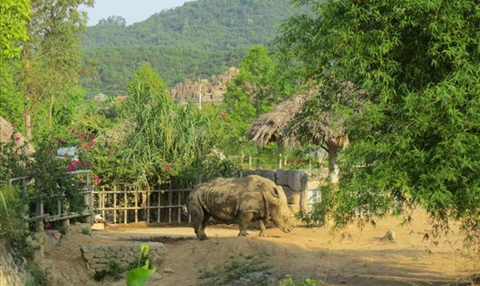 Cá thể tê giác được nuôi trong khu sinh thái Mường Thanh Diễn Lâm (Nghệ An). Ảnh: MT
