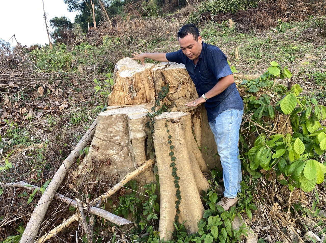 Cơ quan chức năng vào cuộc điều tra, xác minh các đối tượng phá rừng Sơn Hội (huyện Sơn Hòa) sau phản ánh của Báo lao Động.