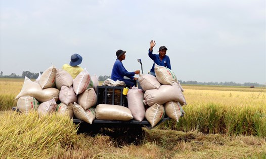 Về giá lúa gạo, Việt Nam luôn tôn trọng quy luật thị trường. Ảnh: LT