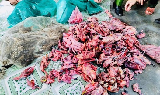 Số lượng lớn chim trời đã sơ chế và chim còn sống được phát hiện tại nhà hàng Hùng chim ở xã Thịnh Lộc. Ảnh: KL.
