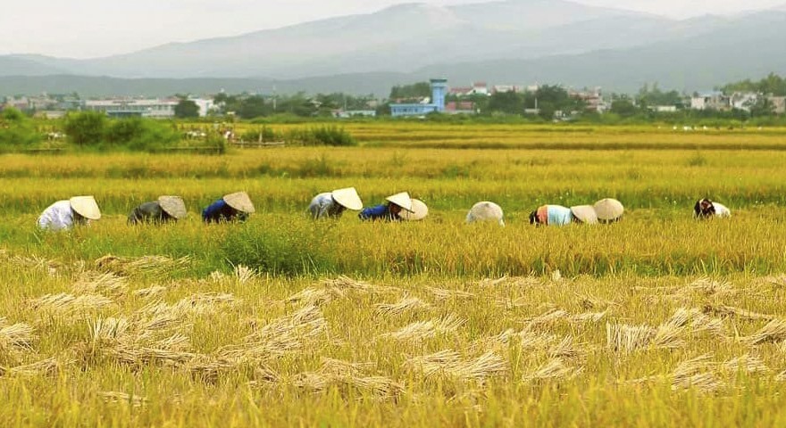 Mùa gặt trên cánh đồng Mường Thanh.