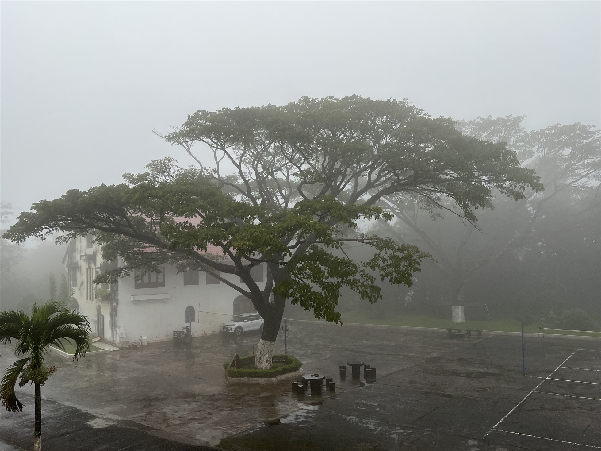 2 cây Muồng ngủ ở trong khuôn viên Trung đoàn 726 vừa được công nhận là Cây di sản Việt Nam. Ảnh: Hồng Thắm