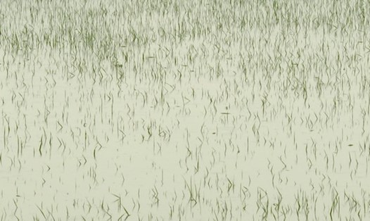 Mưa lớn khiến nhiều diện tích lúa ở Ninh Bình bị ngập trắng. Ảnh: NT