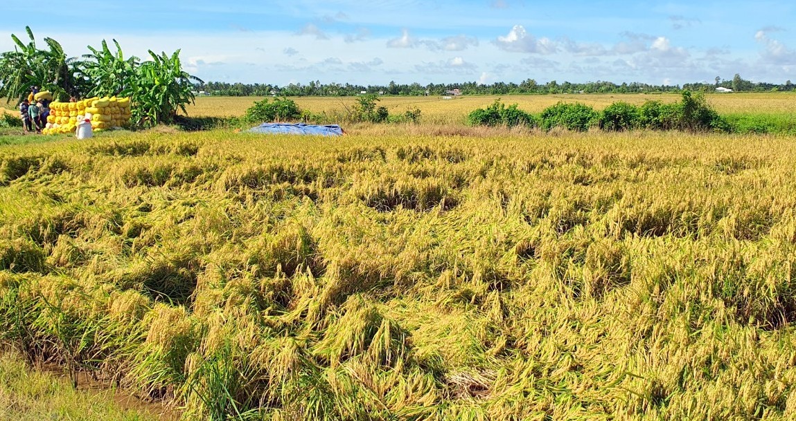 Lúa đến ngày thu hoạch nằm chờ máy gặt đập liên hợp ngoài đồng, nhưng máy thì chờ xăng dầu đẩy nông dân vào thế khó. Ảnh: Nhật Hồ