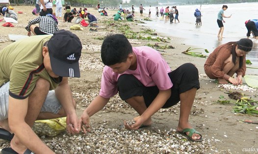 Sao bão Noru, hàng tấn sò trắng dạt vào bãi biển Cửa Lò (Nghệ An). Ảnh: Phan Thành