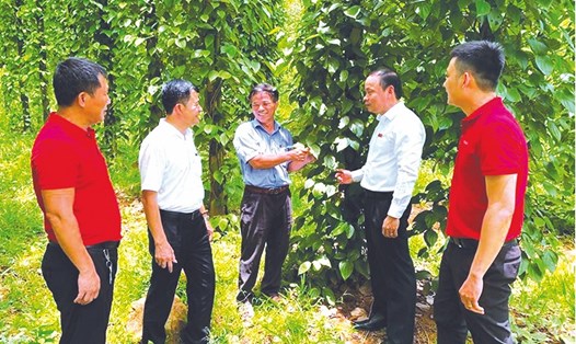 Cán bộ tín dụng Agribank đến thăm vườn tiêu của ông Hồ Văn Ký