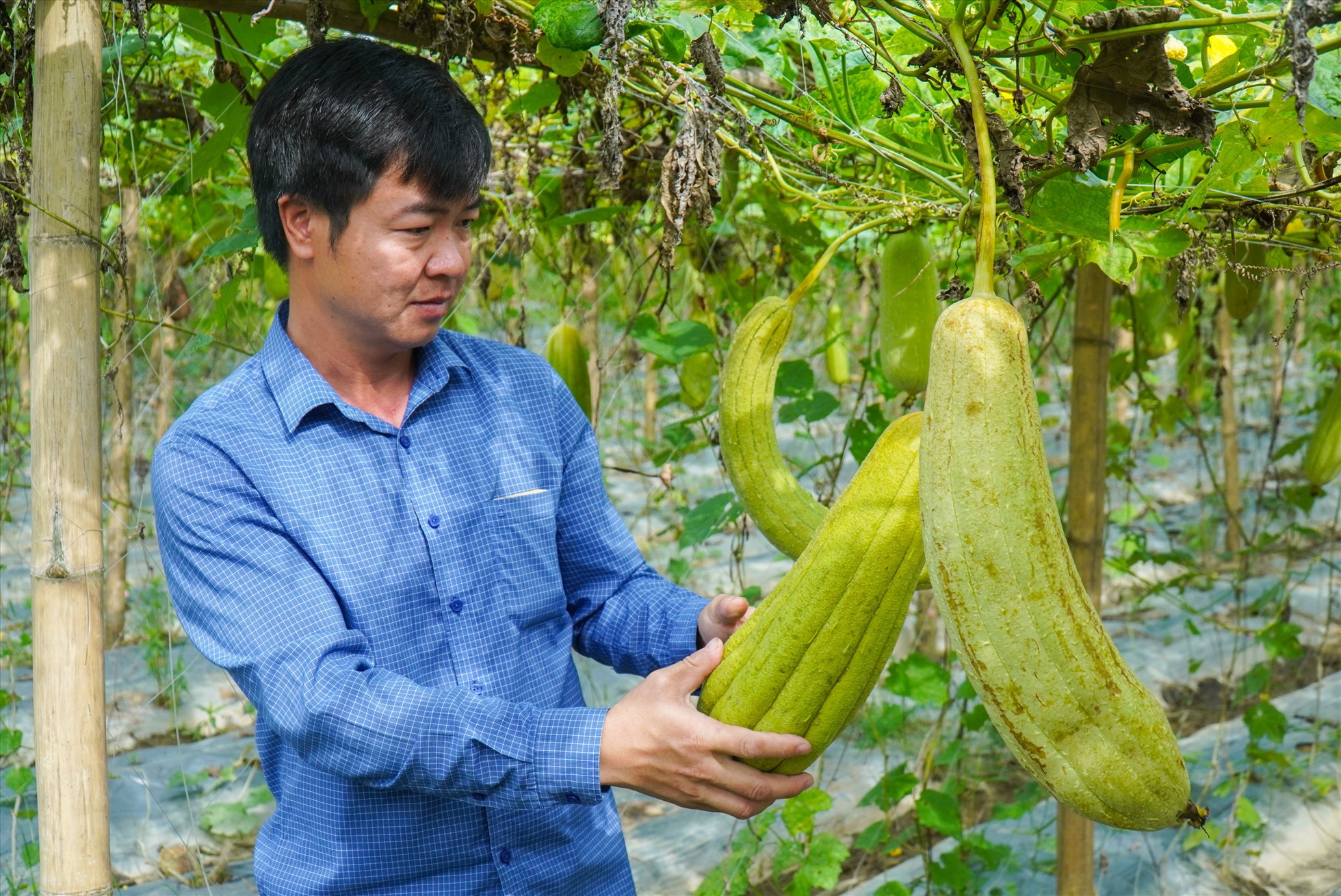 Người đưa sản phẩm xơ mướp “made in Việt Nam” ra thị trường quốc tế