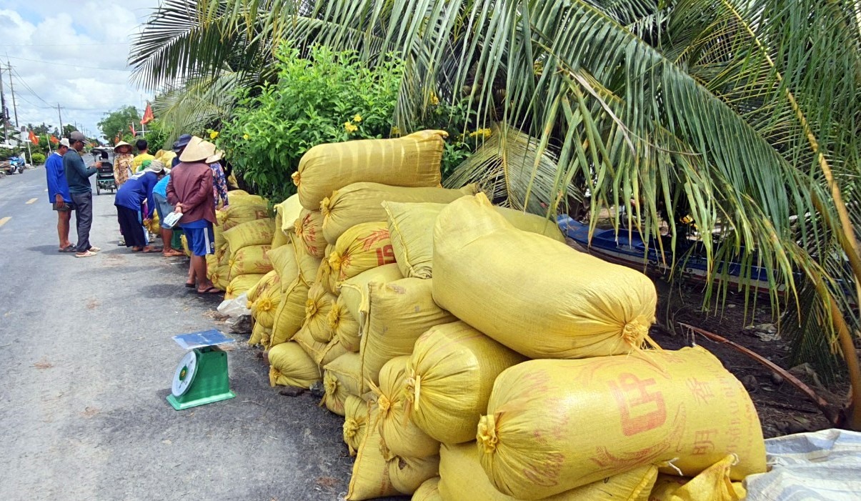 Cò lúa thu mua lúa trong dân rồi bán lỗ mỗi ký 500 đồng do thương lái không đến mua. Ảnh: Nhật Hồ