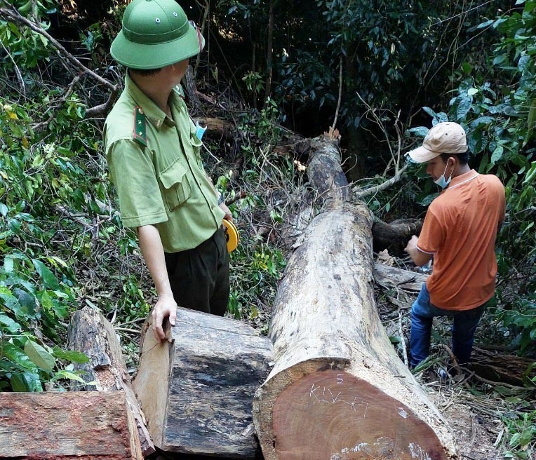 Khởi tố vụ án phá cây gỗ dổi ở huyện Kbang, Gia Lai