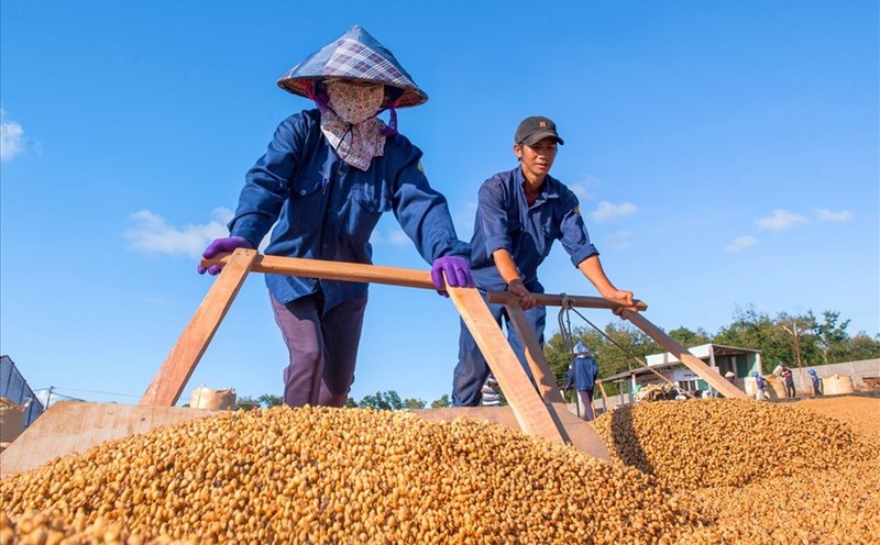 Người nông dân Tây Nguyên thu hoạch, chế biến cà phê. Ảnh minh họa: N.M.P.