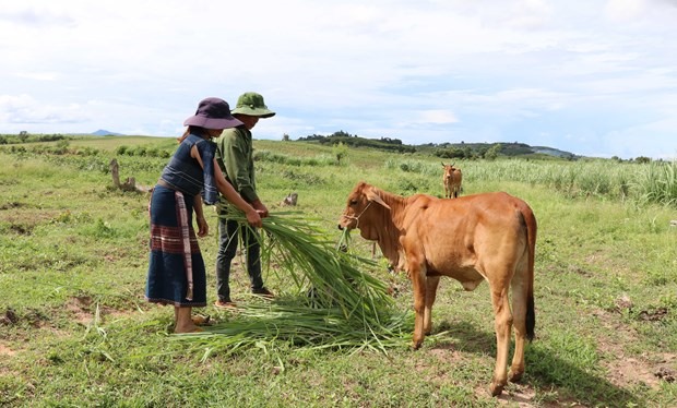 Gia đình chị Đinh Thị Ren, dân tộc Bahnar, làng Chro Ktu Đăk Yang, xã Yang Bắc (Đăk Pơ, Gia Lai) được vay vốn tín dụng vươn lên thoát nghèo. Ảnh: TTVN