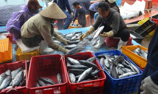 Dù trúng đậm “lộc biển”, nhiều ngư dân Quảng Ngãi vẫn thua lỗ nặng vì giá dầu tăng cao, trong khi giá hải sản không tăng.