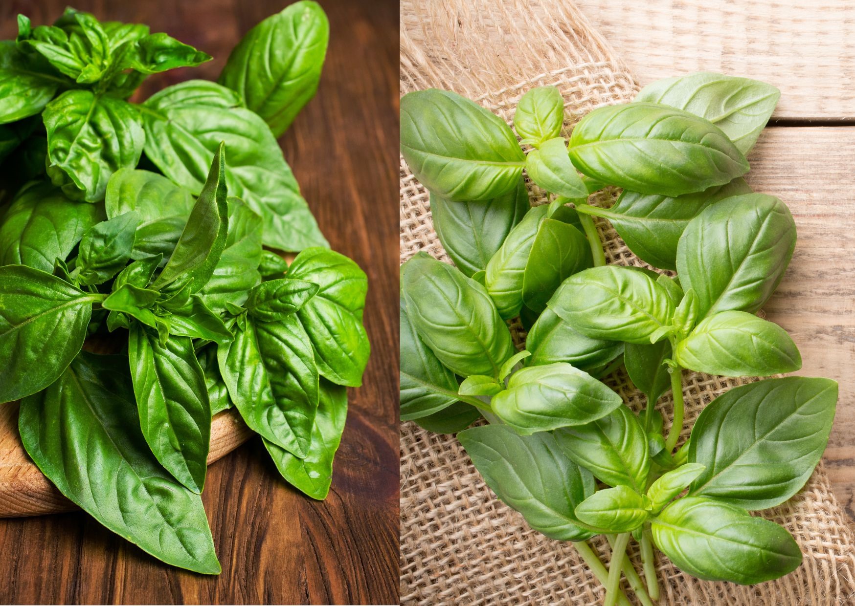 Rau húng quế dễ trồng tại nhà. Đồ họa: Thùy Dương