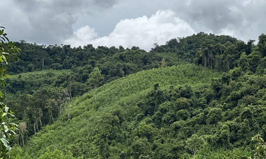 Phú Yên: Phá rừng trái pháp luật, đối tượng bị phạt hơn 162 triệu đồng.
