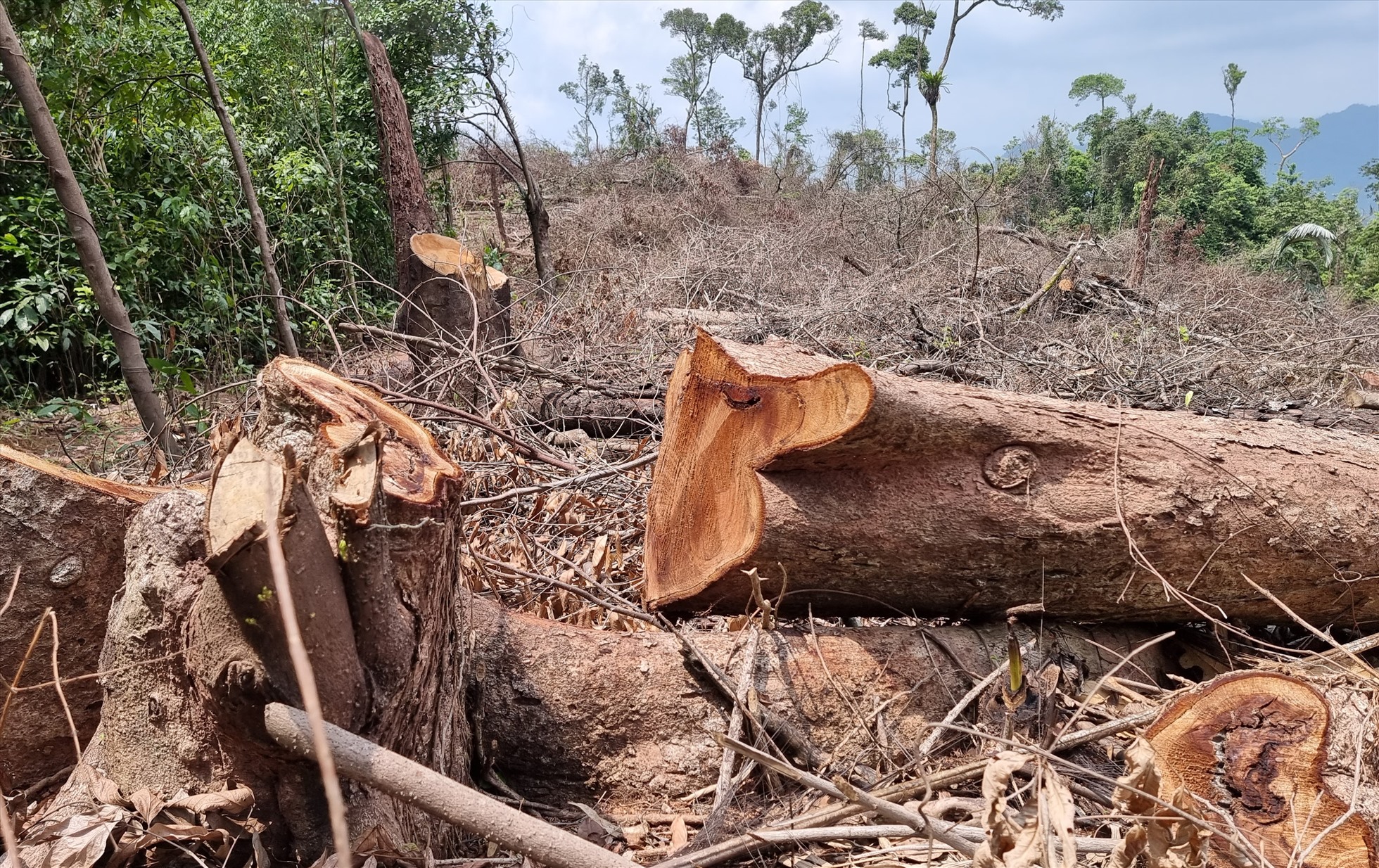 Từ vụ bắt giữ gỗ lậu, phát hiện việc phá rừng tự nhiên ở Quảng Trị
