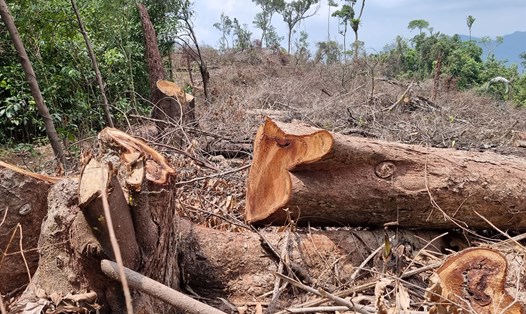 Vụ phá rừng được phát hiện vào tháng 4.2022 ở tiểu khu 699 và 708 chưa được điều tra làm rõ, thì tiếp tục phát hiện thêm vụ phá rừng ở tiểu khu 686Đ và 708 tại xã Đakrông, huyện Đakrông, Quảng Trị. Ảnh: Hưng Thơ.
