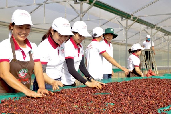 Cà phê đặc sản có chất lượng đặc biệt, được trồng ở những tiểu vùng sinh thái đặc thù của Việt Nam. Ảnh: Q.T