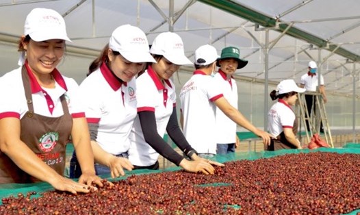 Cà phê đặc sản có chất lượng đặc biệt, được trồng ở những tiểu vùng sinh thái đặc thù của Việt Nam. Ảnh: Q.T