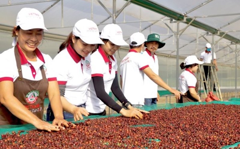 Cà phê đặc sản có chất lượng đặc biệt, được trồng ở những tiểu vùng sinh thái đặc thù của Việt Nam. Ảnh: Q.T