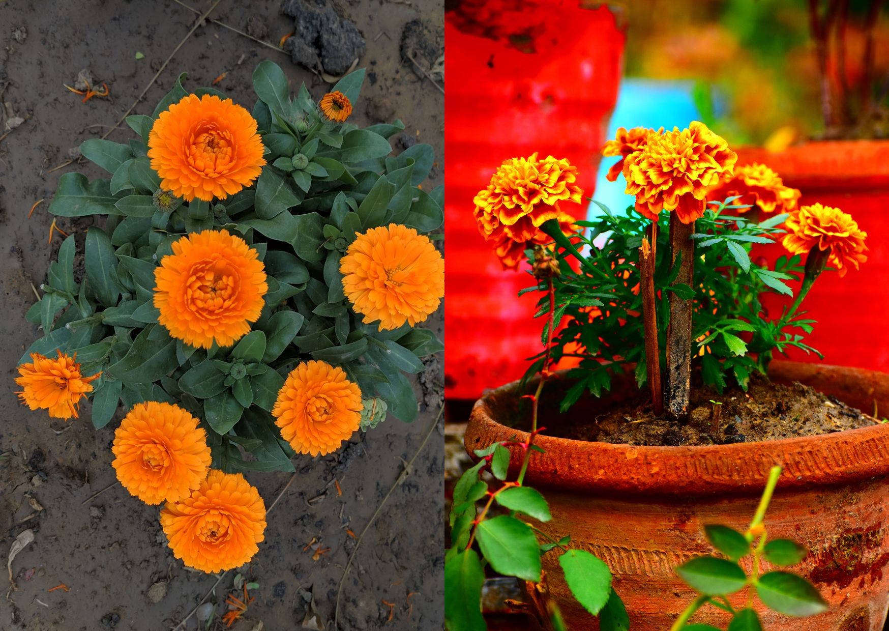 Làm sạch cỏ để hoa cúc vạn thọ phát triển tốt. Đồ họa: Thùy Dương