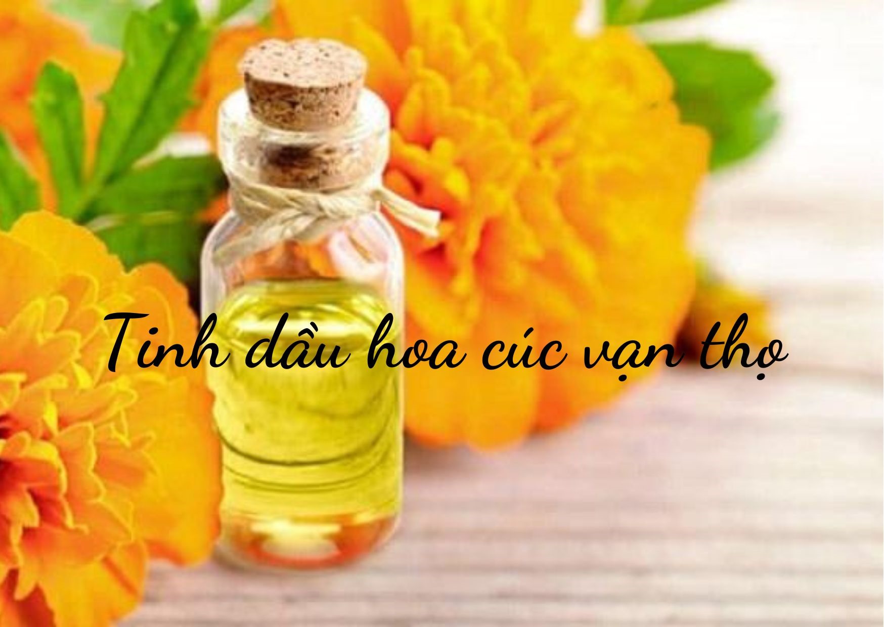 Tinh dầu cúc vạn thọ có đặc tính chống viêm, kháng khuẩn. Đồ họa: Doãn Hằng
