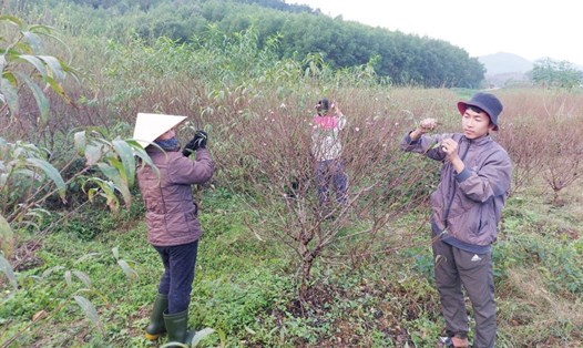 Người dân xã Lưu Vĩnh Sơn tất bật hái lá để đào nở hoa đúng dịp Tết. Ảnh: Trần Tuấn.