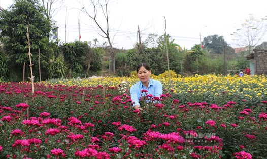 Người nông dân tại làng hoa Phương Viên (xã Tân Phương, huyện Thanh Thuỷ, tỉnh Phú Thọ) đang thực hiện các khâu chăm sóc cuối cùng để chuẩn bị thu hoạch hoa phục vụ cho Tết. Ảnh: Khánh Linh