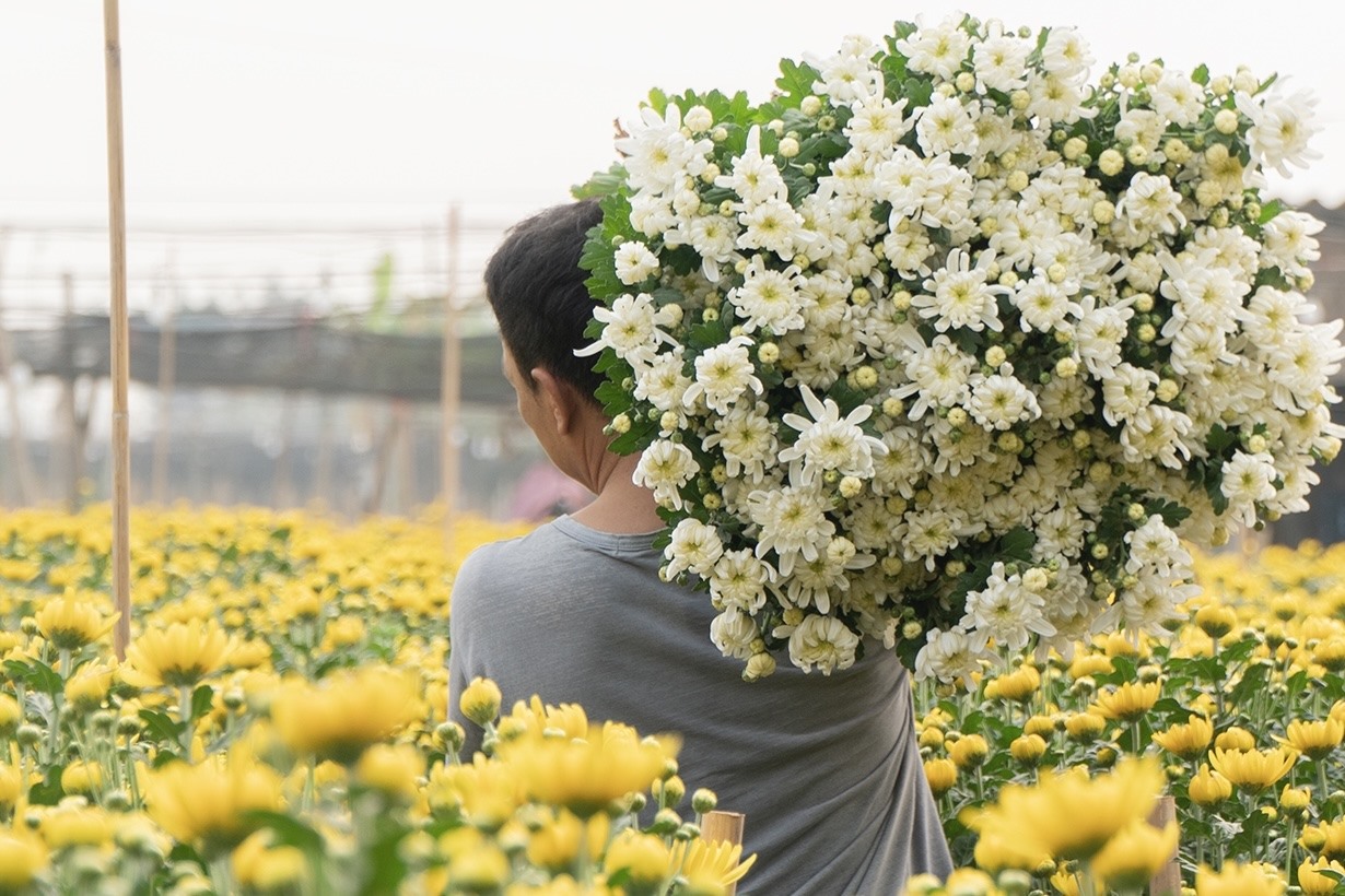 Nông dân làng hoa Tây Tựu (Hà Nội) tất bật thu hoạch vụ hoa tết.
