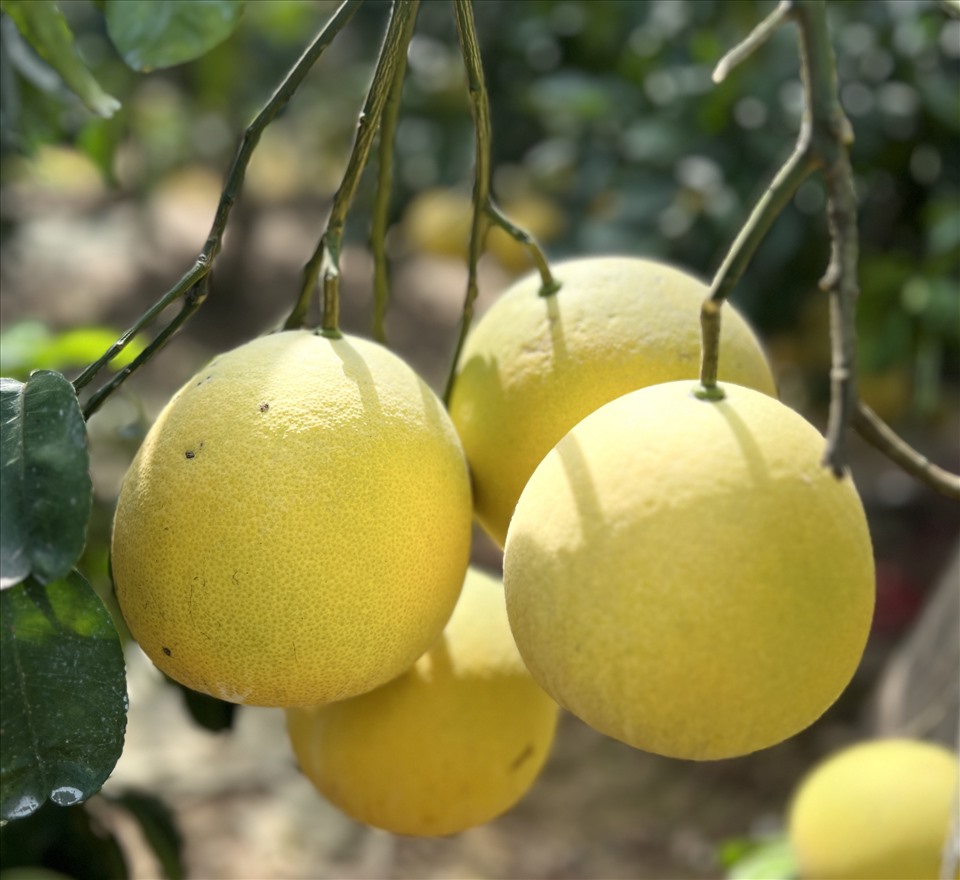 Bưởi là loại quả mọng nước giúp tế bào trong cơ thể hấp thu được lượng nước cần thiết. Ảnh: Hải Anh