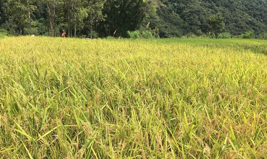Lúa ST25 phát triển tốt do người dân bản địa trồng. Ảnh: Thanh Tuấn