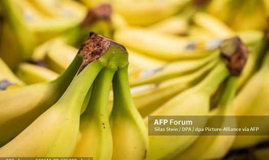 Chuối là một loại trái cây giàu tinh bột kháng (một loại prebiotic) tốt cho đường ruột. Ảnh: AFP