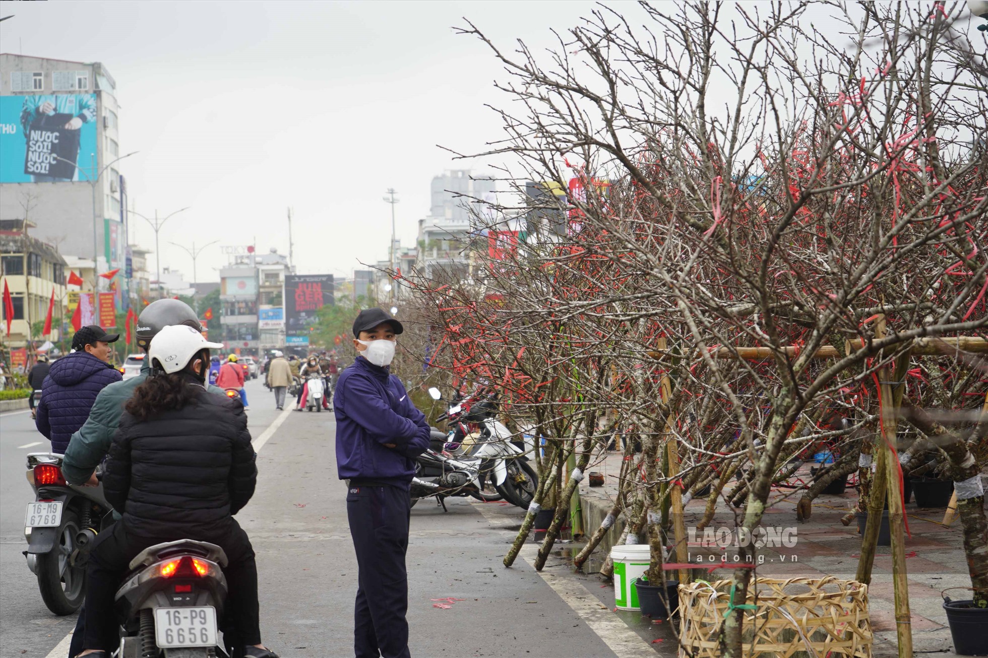 Đào rừng xuống phố Hải Phòng. Ảnh: T.Hà