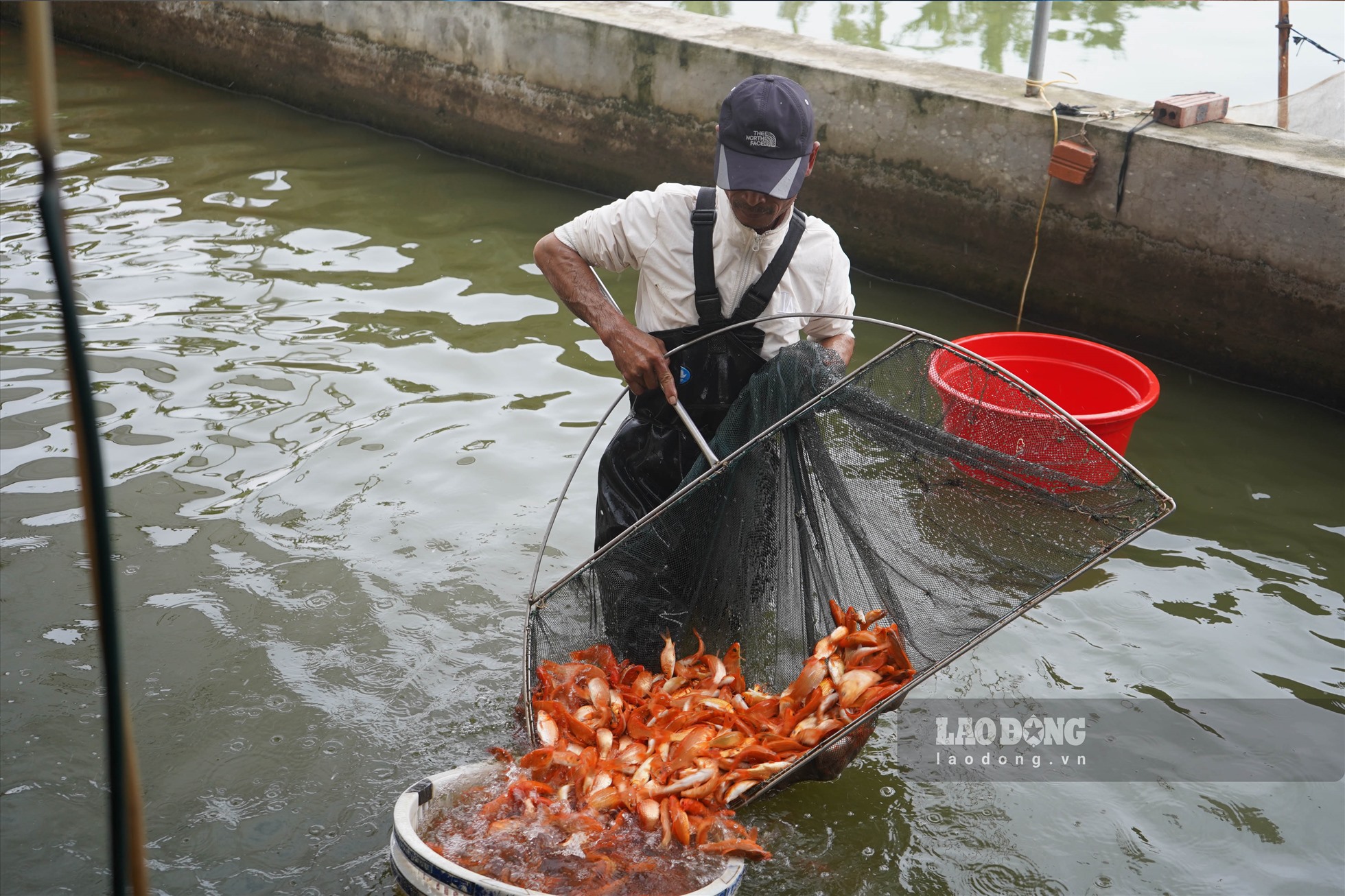 Làng cá chép đỏ Hải Phòng tất bật phục vụ ngày ông Công, ông Táo. Ảnh: T.Hà