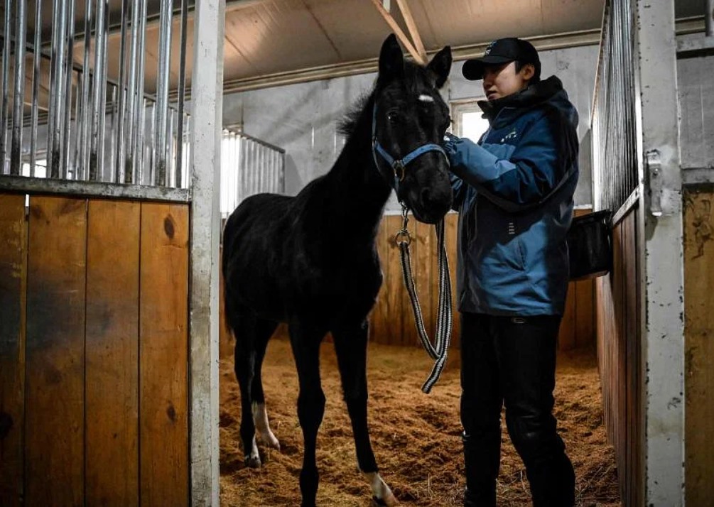 Con ngựa nhân bản Zhuang Zhuang ở Bắc Kinh, Trung Quốc. Ảnh: AFP