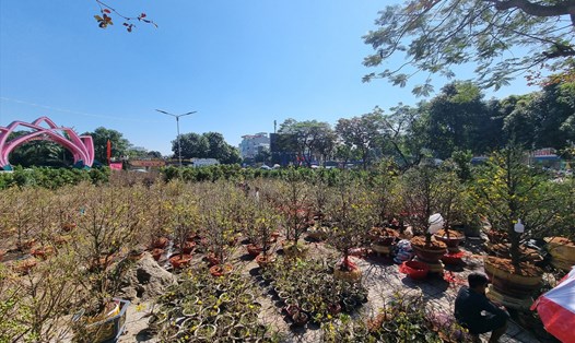 Cả một rừng hoa, cây cảnh được bày bán tại khu vực trước Công viên Trung tâm TP Vinh, tuy nhiên người mua mới chỉ lác đác. Ảnh: Quang Đại